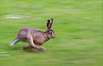 A(z) Lepus (állatnem) lap bélyegképe