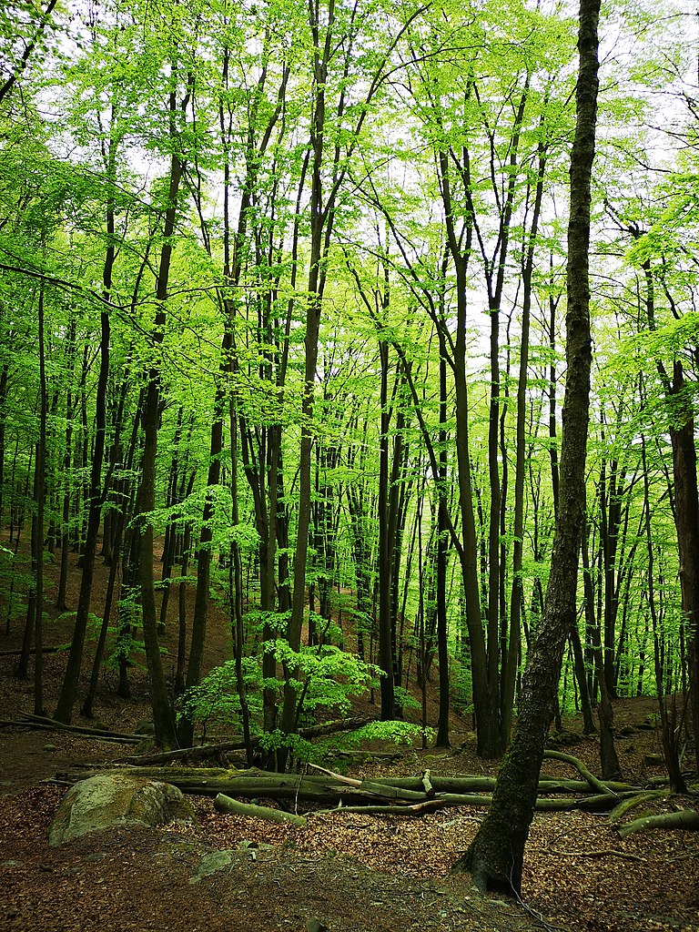 File Soderasen Landscape Jungle Jpg Wikimedia Commons