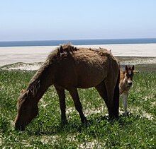 Sable Island Horse Wikipedia