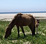 Cavall de Sable Island