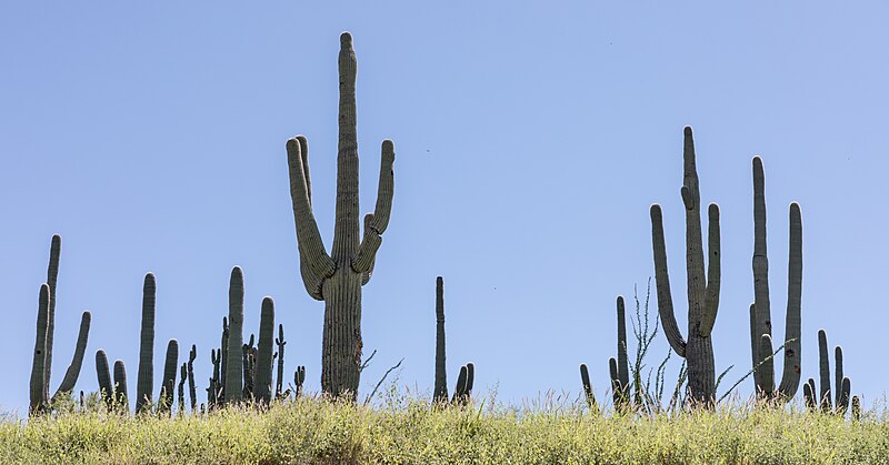 File:Saguaro forest in Sonora.jpg