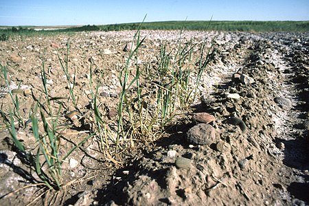 Halophyte plant growth in the saline abundant soil of Liberty County, July 1983. Saline Seep02 (24196757527).jpg