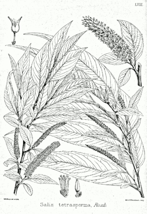 Beschrijving van de Salix tetrasperma Bra58.png afbeelding.