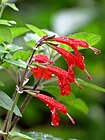 Salvia coccinea.jpg