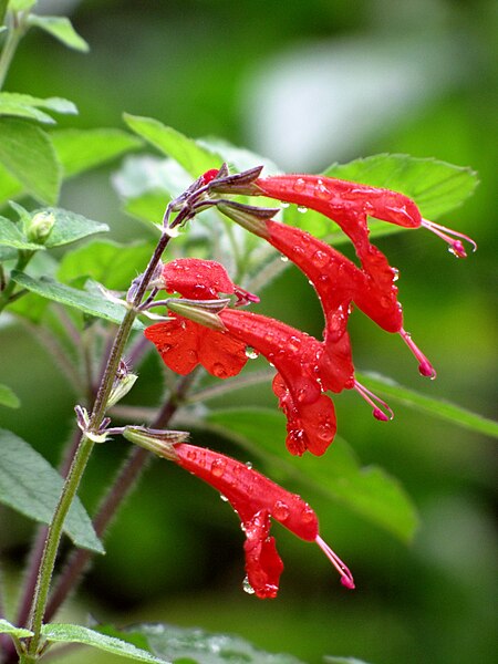 File:Salvia coccinea.jpg