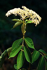 Thumbnail for File:Sambucus nigra ssp canadensis 1120590.jpg