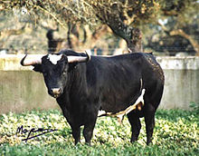 Bull from the ganaderia Sanchez Cobaleda. Sanchez Cobaleda.jpg