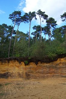 Sandabbruch im Westen von Coesfeld am Hünsberg in der Coesfelder Heide. Dieser lockere Verbund ist mit Brauneisenstein durchsetzt.