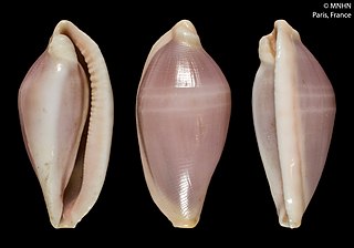 <i>Sandalia meyeriana</i> Species of gastropod