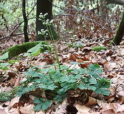 Sanicula europaea 050606.jpg