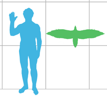 Size of S. chaoyangensis compared with a human Sapeornis scale.png