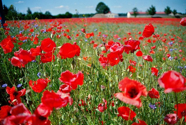 640px-Schermen_Poppy_Field_4.jpg