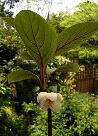 S. grandiflora