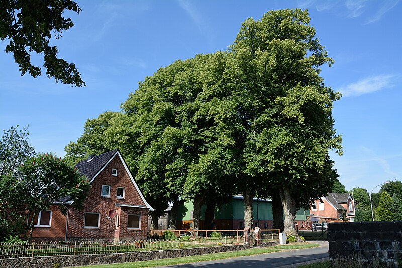 File:Schleswig-Holstein, Drage, Naturdenkmal NIK 8029.JPG