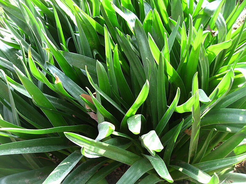 File:Scilla peruviana leaves.JPG