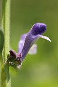 Profil d'une fleur