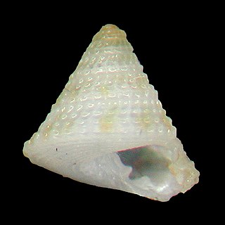 <i>Visayaseguenzia maestratii</i> species of mollusc