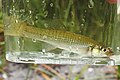 Seminole Killifish JG.jpg