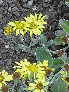 <i>Brachyglottis greyi</i> Species of flowering plant