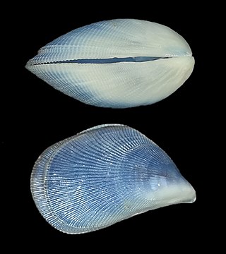 <i>Septifer bilocularis</i> Species of mollusc