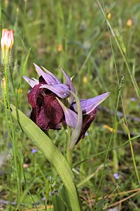 Serapias cordigera (fleurs) .jpg