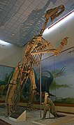 Shantungosaurus, uno de los mayores hadrosáuridos registrados.