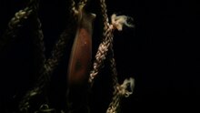 File:Shark egg case video, Bristol Aquarium, Nov 2014.ogv