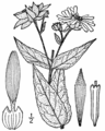 Silphium integrifolium