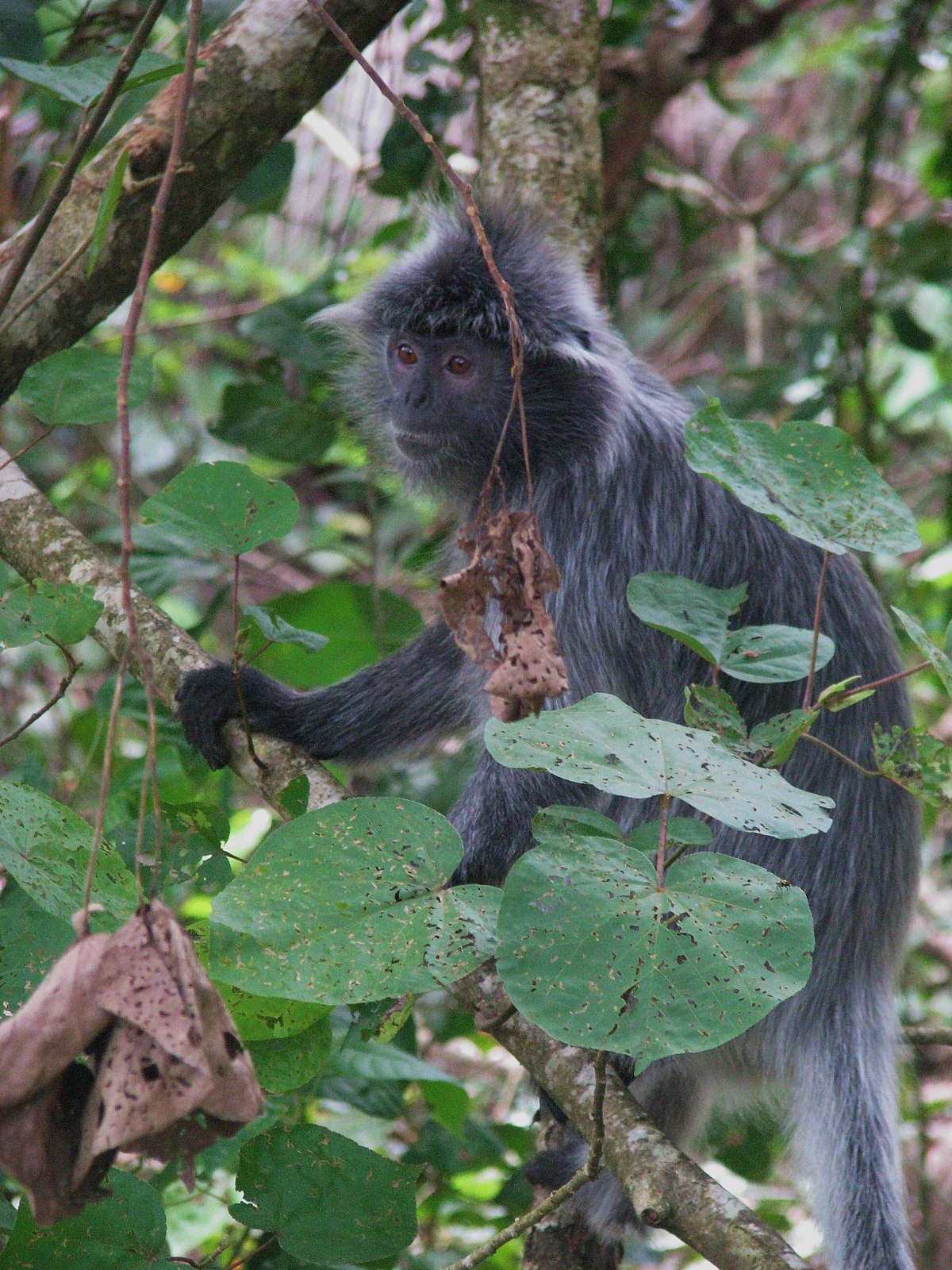 leaf monkey - Wiktionary, the free dictionary