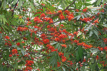 Leaves and flowers in Kolkata, West Bengal, India