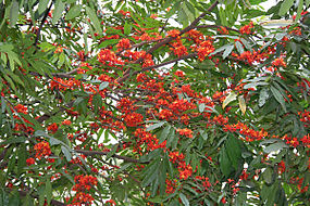 Ashoka tree (Saraca asoca), often known as Sita-Ashok owing to its connection with the Ramayana Sita-Ashok (Saraca asoca) leaves & flowers in Kolkata W IMG 4175.jpg