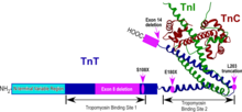 Сложна структура на скелетния тропонин.tif
