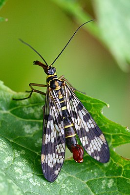 Gemeine Skorpionsfliege (Panorpa communis), Männchen