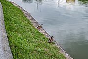 English: Sliapianka water system. Minsk, Belarus Беларуская: Сляпянская водная сістэма. Мінск, Беларусь Русский: Слепянская водная система. Минск, Беларусь