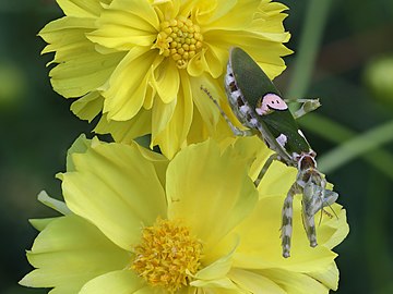 Creobroter gemmatus (jeweled flower mantis) on a Tagetes lucida (marigold)