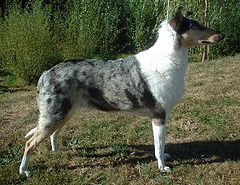 Smooth Collie