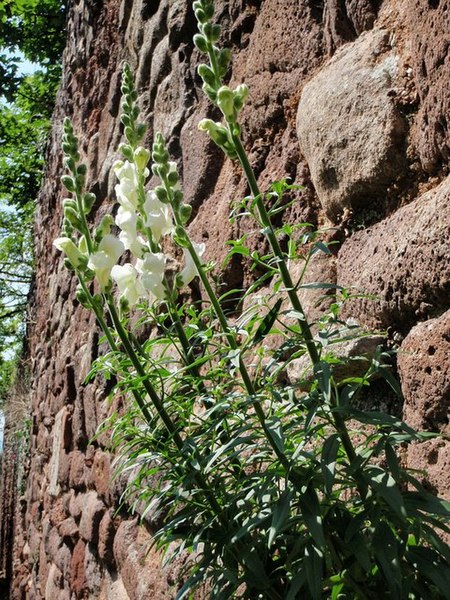 File:Snapdragon on city walls, Exeter - geograph.org.uk - 809390.jpg