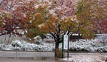 Rare snowfall on the Denton campus Snowdayuntchem.jpg