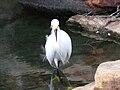 Picture of a Snowy Egret in the water.
