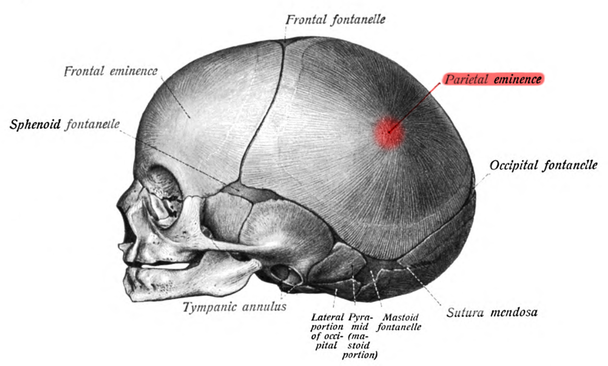 parietal bone