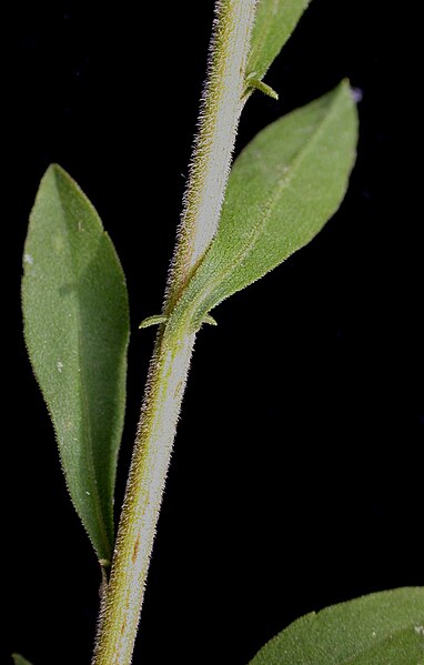 File:Solidago nemoralis 15-p.bot-solida.nemo-11.jpg