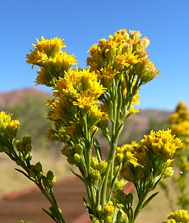 <i>Solidago spectabilis</i> Species of flowering plant