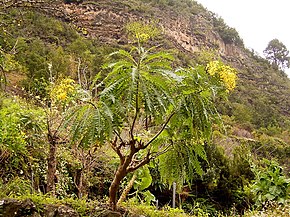 Beskrivelse av bilde Sonchus palmensis (Los Tilos) 01.jpg.