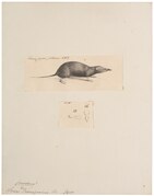 Sorex ezinezumi - 1700-1880 - Print - Iconographia Zoologica - Special Collections University of Amsterdam - UBA01 IZ20900131.tif