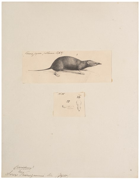 File:Sorex ezinezumi - 1700-1880 - Print - Iconographia Zoologica - Special Collections University of Amsterdam - UBA01 IZ20900131.tif