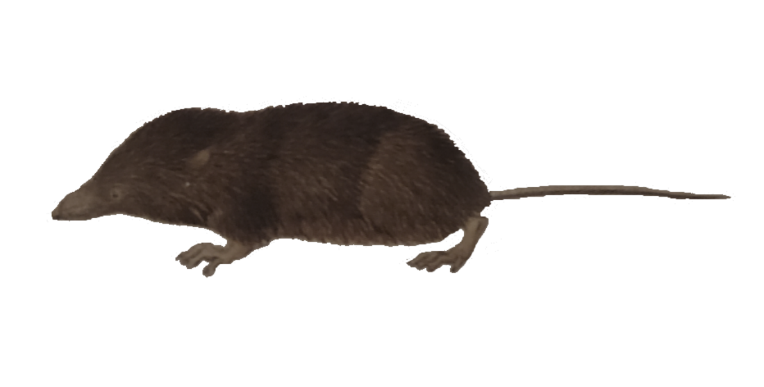 Himalayan shrew