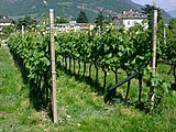 Güney Tirol'de Espalier yetiştirme