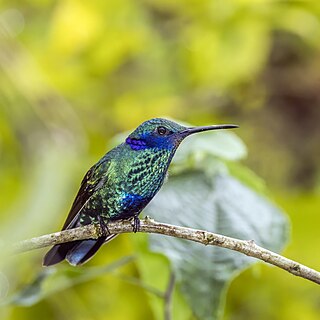 <span class="mw-page-title-main">Sparkling violetear</span> Species of hummingbird