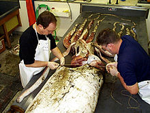 Measuring mantle width Squid mantle width.jpg