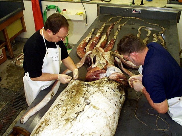 Scientists measuring the mantle width of a large female giant squid of c. 2 m (6.6 ft) ML